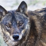 Lobo