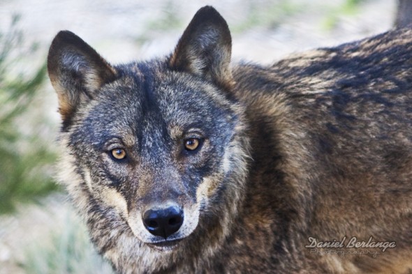 Lobo