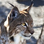 Lince ibérico