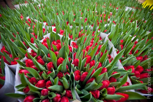 Flores a 16mm.