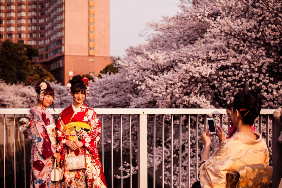 Kimonos entre cerezos