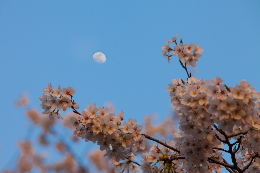 Cerezos y luna